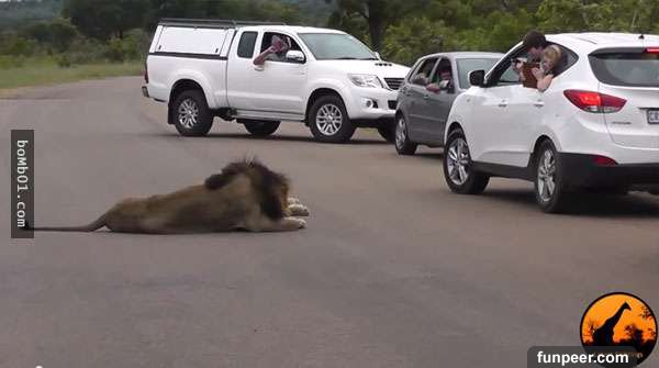 這隻獅子靜躺著被遊客拍攝時，牠發現有小孩把頭探出車外…那一刻心臟差點停頓！